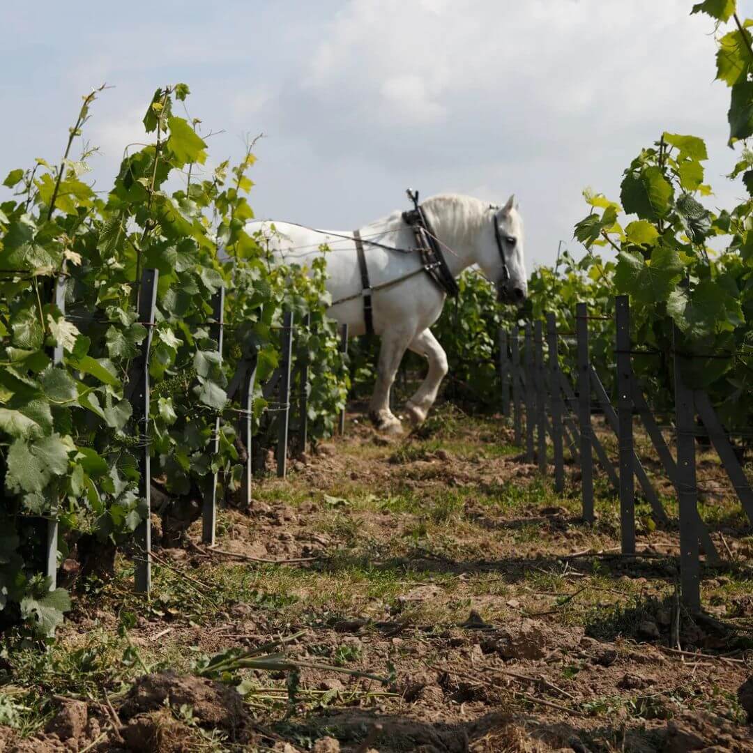 Louis Roederer