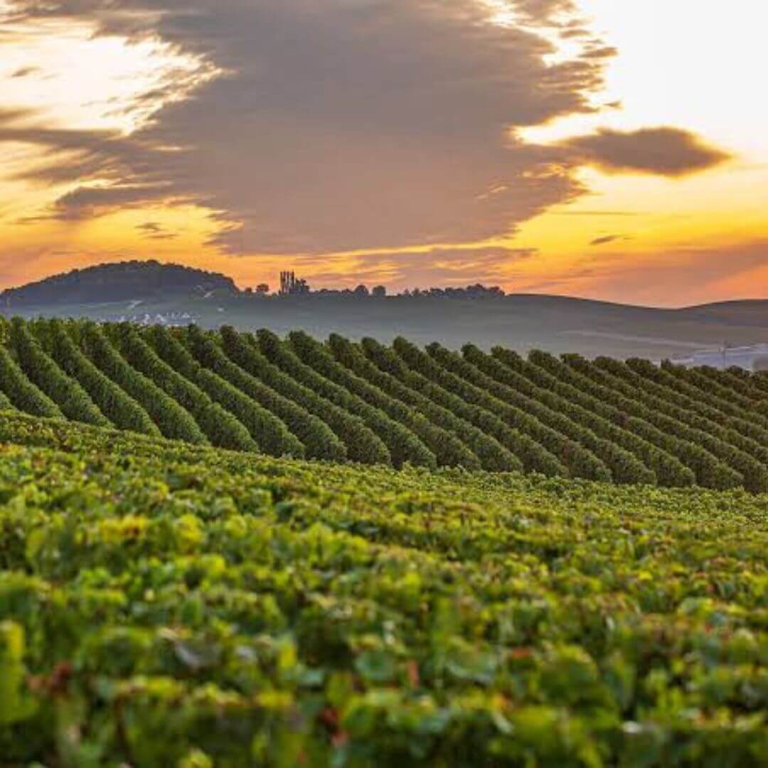 Taittinger
